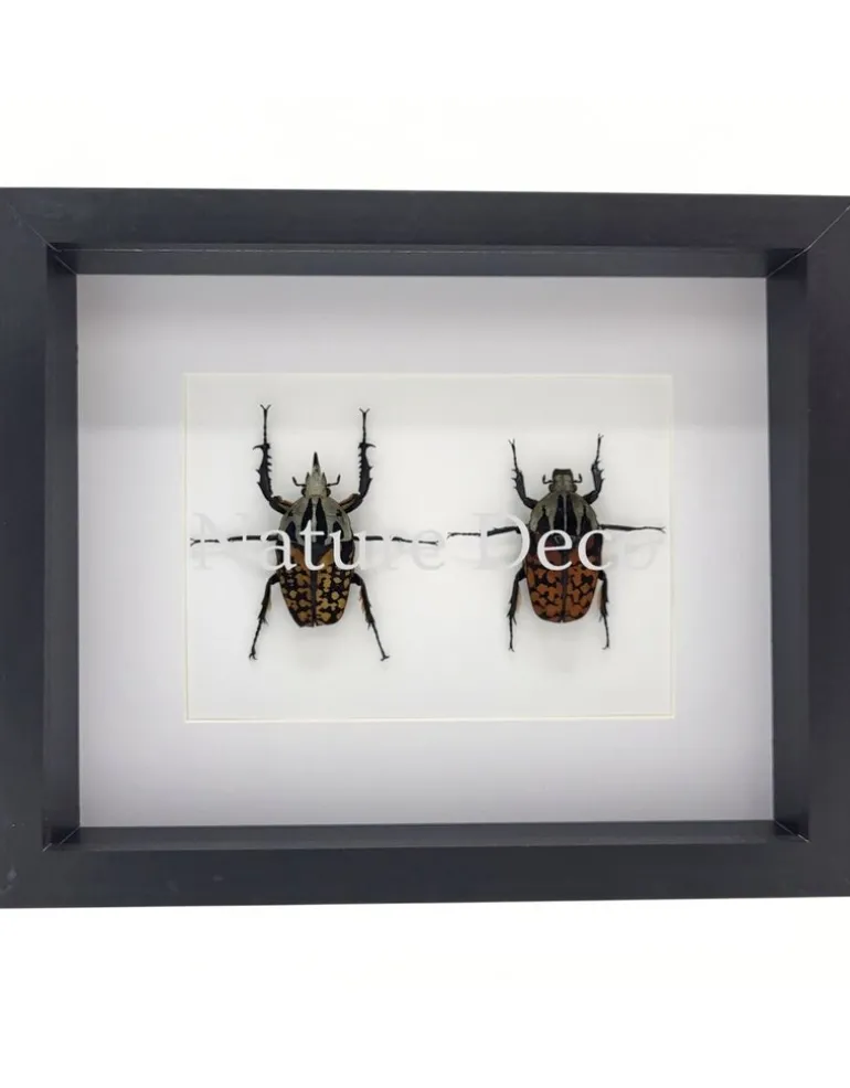 Mecynorrhina oberthuri decorata duo in luxe 3D lijst 27 x 22 x 4,5 cm