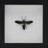 Megascolia Procer (wesp) in luxe 3D lijst 17 x 17cm