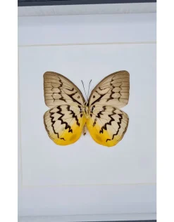 Melanocyma Faunula luxe 3D lijst 17 x 17cm