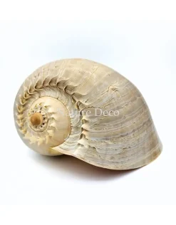 Melo Diadema schelp