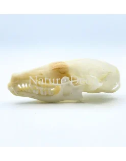 Mollenschedel 3,5 x 2 x 1,5 cm