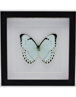 Morpho Catenarius in luxe 3D lijst 22 x 22cm