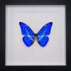Morpho Cypris in luxe 3D lijst 22 x 22cm