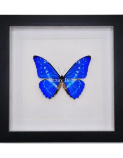 Morpho Cypris in luxe 3D lijst 22 x 22cm