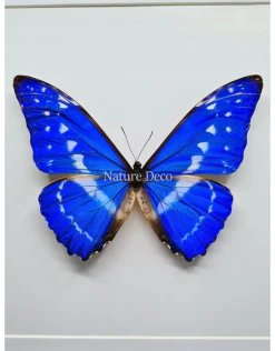 Morpho Cypris in luxe 3D lijst 22 x 22cm
