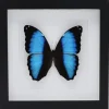 Morpho Deidamia in luxe 3D lijst 22 x 22cm