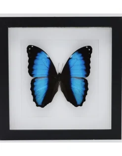 Morpho Deidamia in luxe 3D lijst 22 x 22cm