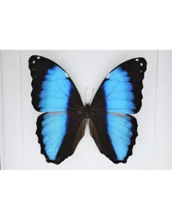 Morpho Deidamia in luxe 3D lijst 22 x 22cm