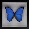 Morpho Didius in luxe 3D lijst