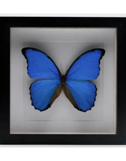 Morpho Didius in luxe 3D lijst