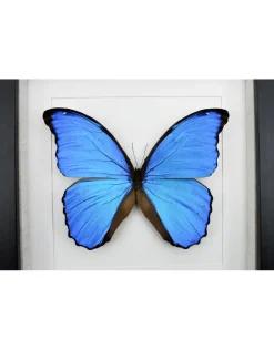 Morpho Didius in luxe 3D lijst