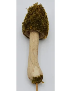 Mos paddenstoel op een stokje