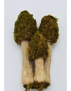 Mos paddenstoelen trio op een stokje