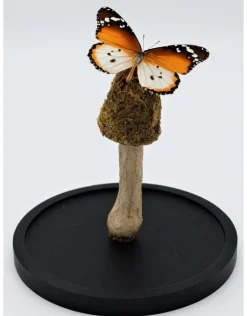 Mos paddenstoelen trio op een stokje