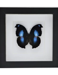 Napeocles Jucunda in luxe 3D lijst 17 x 17cm