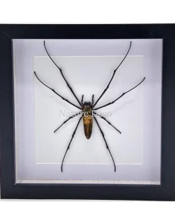 Nephilia Maculata (wielwebspin) in luxe 3D lijst 22 x 22cm