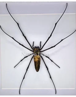 Nephilia Maculata (wielwebspin) in luxe 3D lijst 22 x 22cm