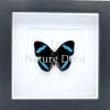 Nessaea Hewitsonii bovenkant in luxe 3D lijst 17 x 17 cm