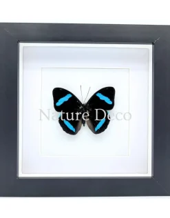 Nessaea Hewitsonii bovenkant in luxe 3D lijst 17 x 17 cm