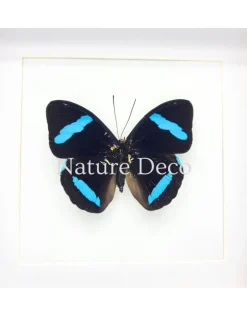 Nessaea Hewitsonii bovenkant in luxe 3D lijst 17 x 17 cm