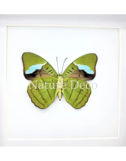 Nessaea Hewitsonii onderkant in luxe 3D lijst 17 x 17 cm