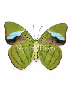 Nessaea Hewitsonii onderkant in luxe 3D lijst 17 x 17 cm