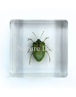 Nezara Viridula Linnaeus (wants) in hars 3,5 x 3.5 x 1,5 cm