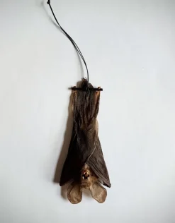 Nycteris Javanica (vleermuis) hangend