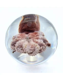 Octopus in hars "bol"