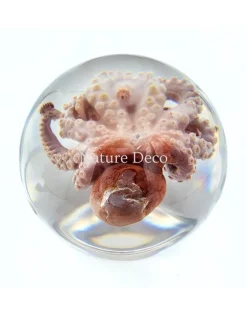Octopus in hars "bol"