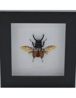 Odontolabis Sarasinorum in luxe 3D lijst 12 x 12cm