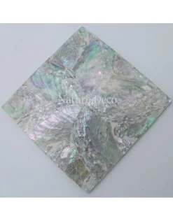 Onderzetter Abalone schelp