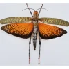 Ongeprepareerd Tropidacris Dus (sprinkhaan)