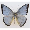 Ongeprepareerde Appias Celestina (vrouw)