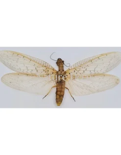(On)geprepareerde Coridalinae sp