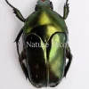 Ongeprepareerde Ischiopsopha Aruensis