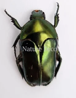 Ongeprepareerde Ischiopsopha Aruensis