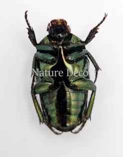 Ongeprepareerde Ischiopsopha Aruensis