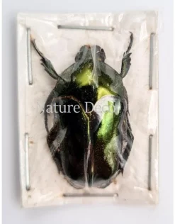 Ongeprepareerde Ischiopsopha Aruensis