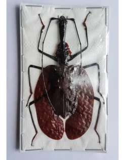 (On)geprepareerde Mormolyce Phyllodes