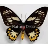 Ongeprepareerde Ornithoptera Priamus Poseidon (vrouw)