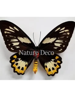 Ongeprepareerde Ornithoptera Priamus Poseidon (vrouw)