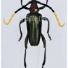 Ongeprepareerde Pachyteria Virescens