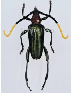 Ongeprepareerde Pachyteria Virescens