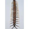 (On)geprepareerde Scolopendridae Sulawesi
