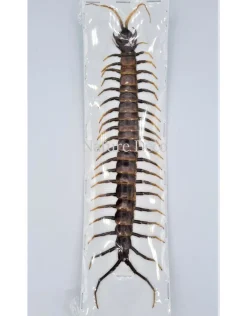 (On)geprepareerde Scolopendridae Sulawesi
