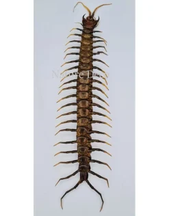 (On)geprepareerde Scolopendridae Sulawesi
