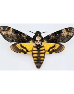 Ongeprepareerde Acherontia Atropos (Doodshoofdvlinder)