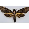 Ongeprepareerde Acherontia Lachesis (Doodshoofdvlinder)