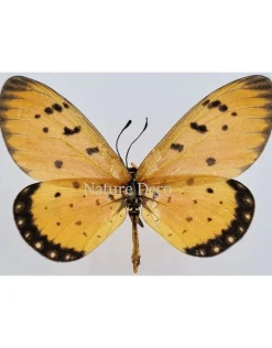 Ongeprepareerde Acraea Terpsicore